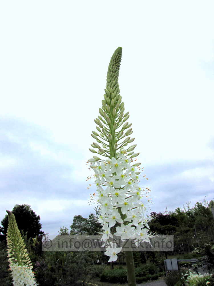 Eremurus robustus - Bluete01.jpg